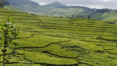 Herrliche Teeplantagen Kulturen auf der Ruanda eBike Tour
