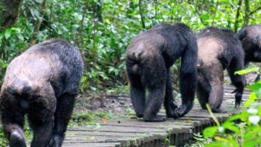 Primaten Safari im Kibale Forest