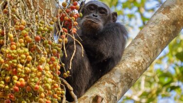 Auf der Primaten Safari erlebst Du Schimpansen im Kibale Nationalpark