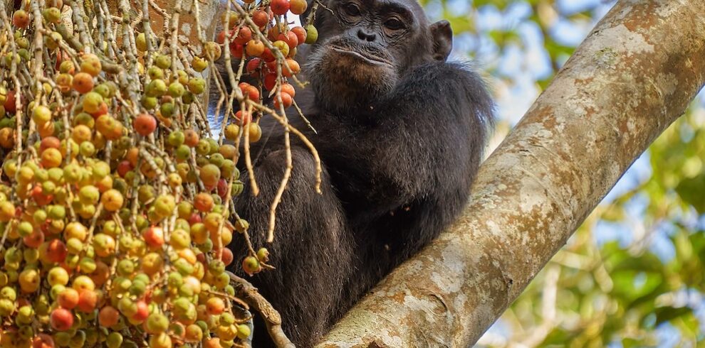 Auf der Primaten Safari erlebst Du Schimpansen im Kibale Nationalpark
