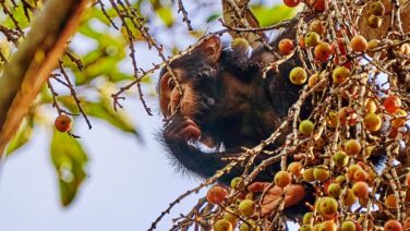 Die Primaten Safari kommt den Schimpansen im Kibale Forest ganz nah