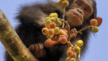Die Primaten Safari und Schimpansen im Kibale Forest