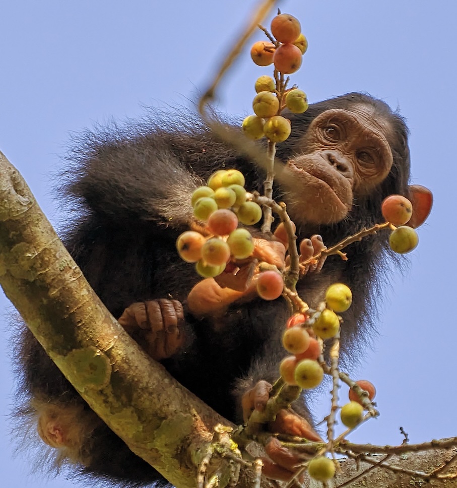Die Primaten Safari und Schimpansen im Kibale Forest