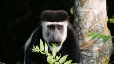 Die Primaten Safari ist auch den Colobus Affen auf der Spur