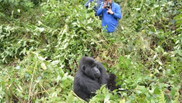 Ganz nah bei den Berggorillas mit der Primaten Safari