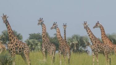 Fly-in Luxus Safari auf Giraffenpirsch