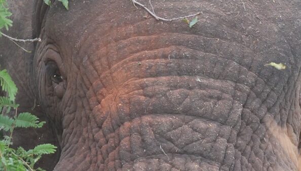 Akagera Nationalpark Elefantenpirsch