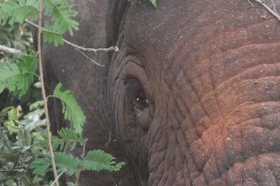Akagera Nationalpark Elefantenpirsch