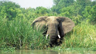 Akagera National Park Ihema See