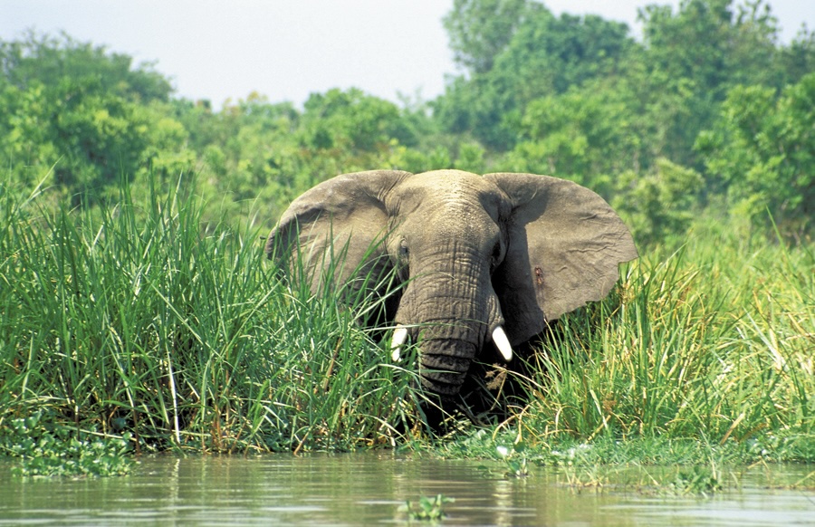 Akagera National Park Ihema See