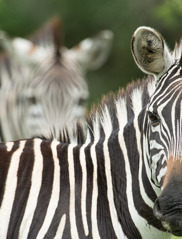 Akagera Nationalpark