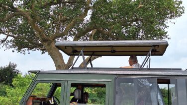 Auf Löwenpirsch im Feigenbaum