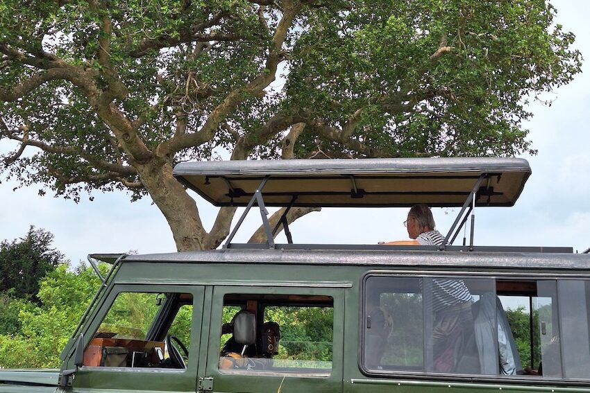 Auf Löwenpirsch im Feigenbaum
