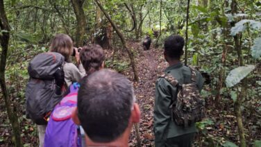 Schimpansen Tracking im Kalinzu Forest